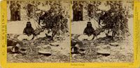 Paiute Indian Camp, Yosemite Valley 