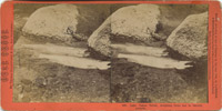 Lake Tahoe Trout Weighing 10-20lbs
