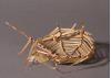 Unfinished start of wicker weave